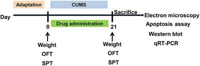 Metoprolol, N-Acetylcysteine, and Escitalopram Prevents Chronic Unpredictable Mild Stress-Induced Depression by Inhibition of Endoplasmic Reticulum Stress